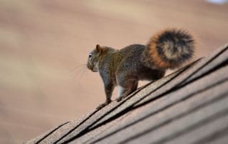 squirrel on roof (presents threat to solar attic fans)