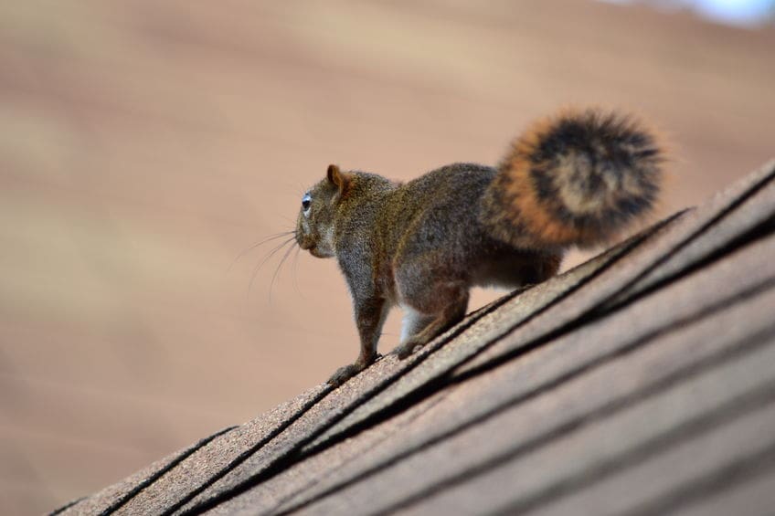 squirrel on roof (presents threat to solar attic fans)